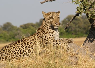 Leopards were classified last year as “vulnerable” to extinction on the IUCN Red List of endangered species.