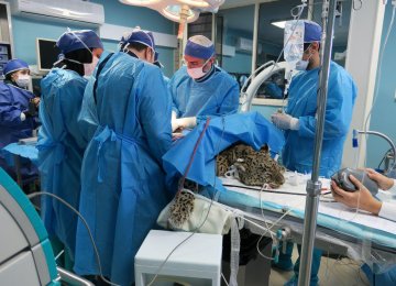The leopard had undergone spinal surgery at a veterinary clinic in Tehran on Feb. 10.
