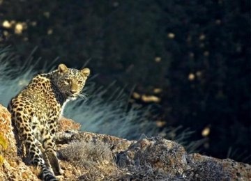  Mazandaran is one of the main habitats of the Persian leopard in Iran.