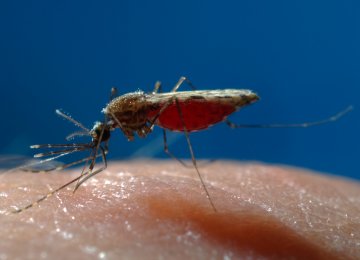 Deforestation Linked to Rise in Malaria Cases