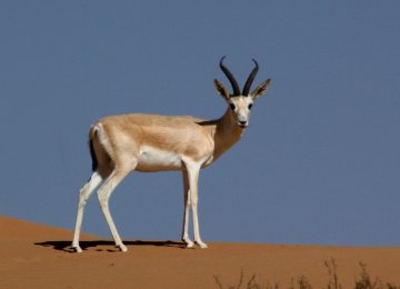There have been no reports of gazelle casualties in mine blasts so far. 