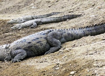 Muggers are among the largest crocodile species in terms of size.