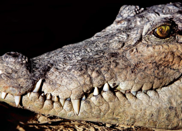 Chabahar Launches Mugger Crocodile Sanctuary