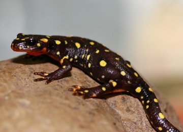 Image result for newt