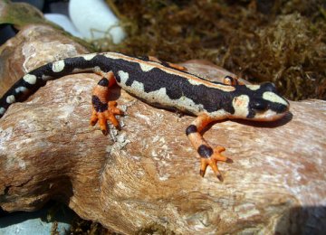 The Luristan newt is callisfied as an "endangered species" by the IUCN.