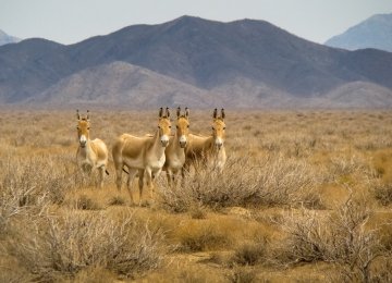 The onager, also known as hemione, is native to Asia.