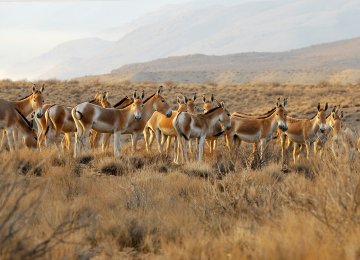 There are only 600 Persian onagers left in the wild.