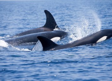 DOE Confirms Orca  Sightings Off Bushehr Coasts