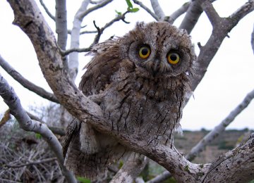 Harry Potter Series Linked to Illegal Owl Trade