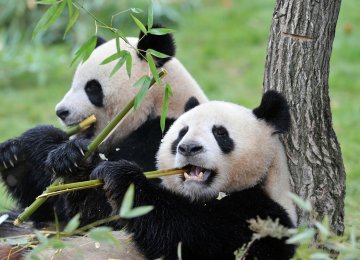China Plans Giant Reserve for Endangered Pandas