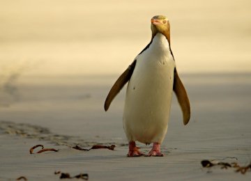 The yellow-eyed penguin could disappear from its Otago habitat by 2060.