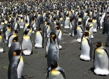 World&#039;s Biggest King Penguin Colony Shrinks 90%