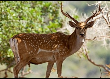 DOE Plans to Protect Endangered Animals