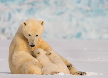 Compared to other arctic animals, polar bears are at a particularly high risk.