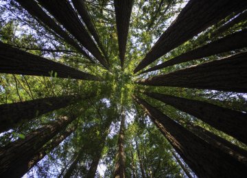 Landmark Deal to Preserve Precious Sequoia Grove