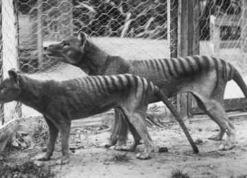 Sightings Raise Hope for Tasmanian Tiger Comeback