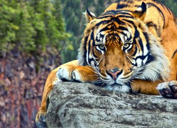 More than one in four people underestimate the dangers facing tiger populations.