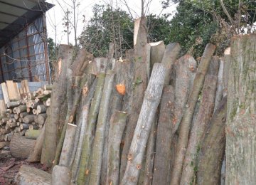 2 Tons of Illegally-Logged Timber Seized