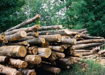 Crackdown on Illegal Logging