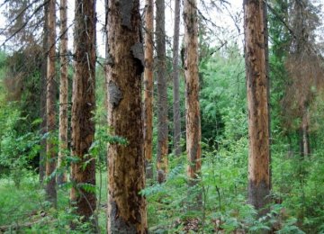 Record Large Trees Found at Extreme Altitudes