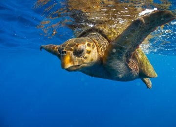 Iranian Turtles Vulnerable