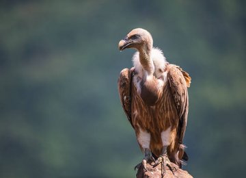India&#039;s Vulture Numbers Down From Millions to Thousands in Two Decades 