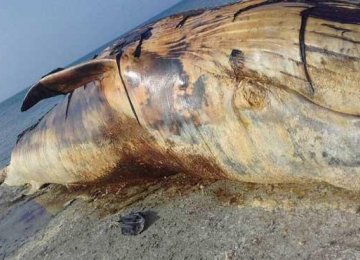 This is not the first time a giant carcass of this species was found on the shores and islands of the Persian Gulf. 