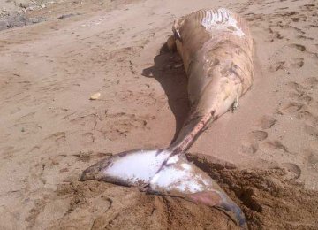 Rare Whale Dies in Chabahar Fish Trap