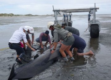 Kiwis Struggle to Save Whales