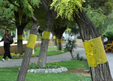 Pesticide Use Exacerbates Tehran’s Whitefly Conundrum
