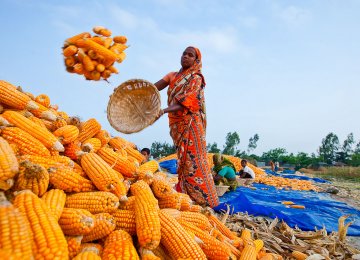Bangla Food Security in Danger