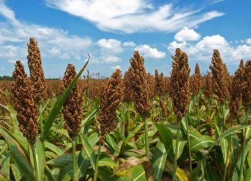 China Launches Probe Into US Sorghum Dumping