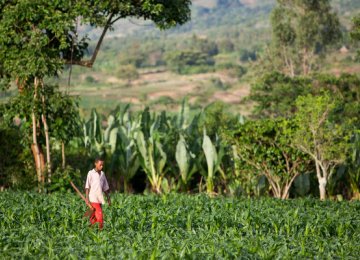 Ethiopia Growth Estimated at 7.3%