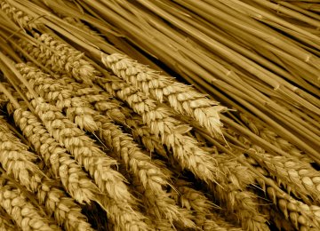 Russia to Regain Wheat Export Leadership