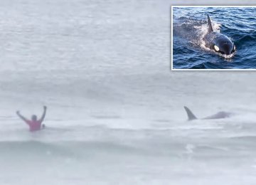 Killer Whales Appear During Norway Surfing Contest