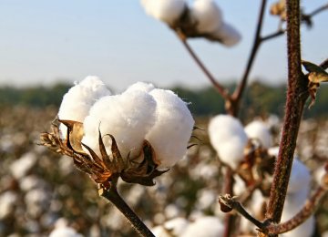 22K Tons of Cotton Imported in 4 Months