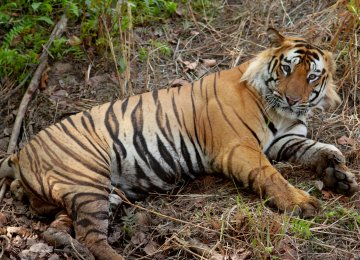 India’s Oldest Captive Tiger Dies