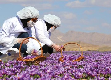 Saffron Exports Earn $65m in Six Months