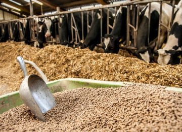 No Concern Over Livestock Feed Supply