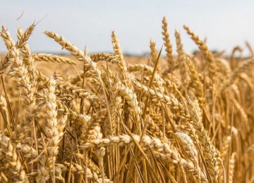 Iran Becomes Leading Grain Importer From Russia
