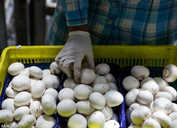 Iran’s Daily Mushroom Exports Hit 20 Tons