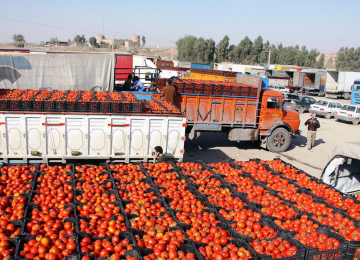 Ban on Tomato Paste Exports Lifted