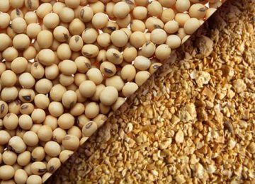 Iran to Import 120K Tons of Soymeal
