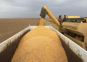 Iran to Buy Wheat for Flour Exports