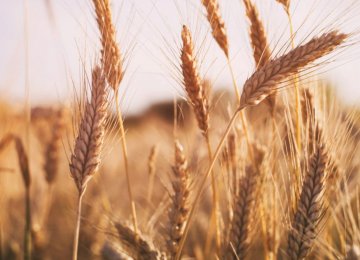 Agricensus Expects Iran’s Wheat Imports to Triple