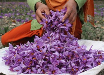 Iran Accounts for 94%  of World Saffron Production