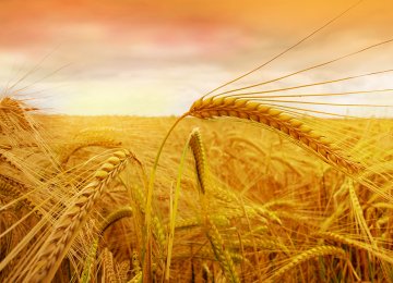 Wheat Imports: Good or Bad?