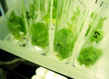 Micropropagation: From Laboratory to Market 