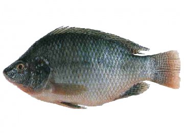 Tilapia Fish Endangers  Other Species 