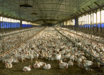 Chicken Exports Drop Due to Bird Flu